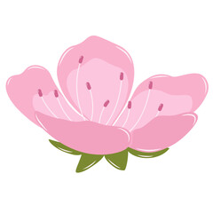 Half Blooming Cherry Blossom Flower. Flat and Simple Pink Sakura.