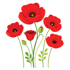 Obraz premium Red poppies isolated on white background