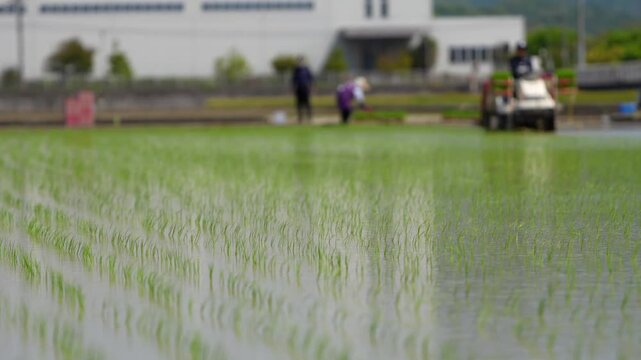 日本で田植え機を使って田植えをしている
