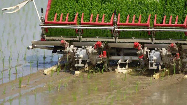 日本で田植え機を使って田植えをしている