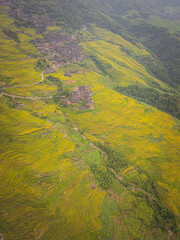 Village and yellow rice fields at Longji rice terraces in Guangxi province, China