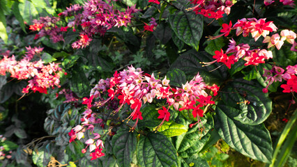 Close-up of bleeding heart fine or glory bower flowers in vibrant pink and red blooming in a tropical garden at sunrise. Perfect for themes of nature, exotic flowers, and botanical backgrounds.