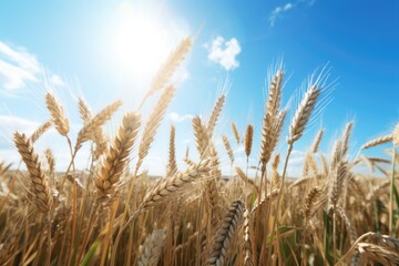 Obraz premium wheat field at sunset