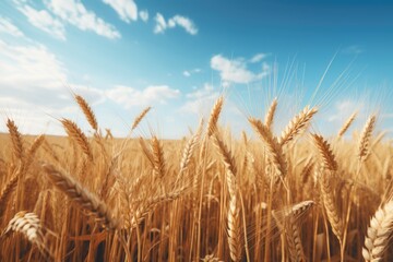 Fototapeta premium wheat field at sunset