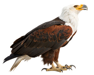 Fototapeta premium Majestic african fish eagle perched proudly depicting avian wildlife in a studio setting