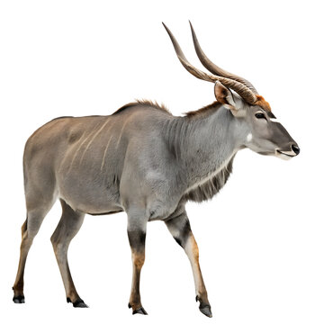 Majestic eland antelope in profile against a deep black background isolated on white background