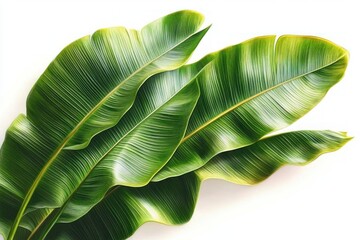 Obraz premium Close-up of large, vibrant green tropical leaves with visible veins on a white background, showcasing natural texture and freshness