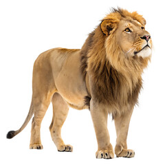 Fototapeta premium Majestic male lion standing proudly with detailed mane against isolated on white background