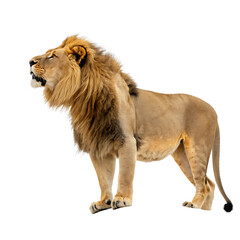 Fototapeta premium Majestic african lion standing proudly against an isolated on white background