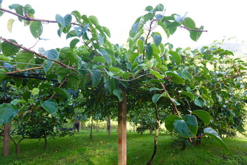 Hardy kiwi growing on vines in orchard, supported by wooden posts