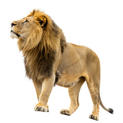 Obraz premium Majestic lion posing proudly in profile with magnificent golden mane isolated isolated on white background