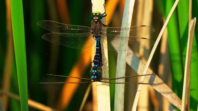 Two dragonflies are seen copulating while perched in a natural outdoor setting. A unique close-up capturing insect mating behavior in a lush spring environment.
