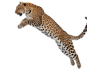 leopard jumping on white background