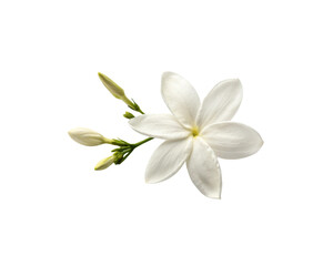 Fototapeta premium jasmine 