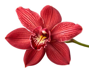 Obraz premium red orchid 