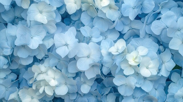 Close-up of Light Blue and White Hydrangeas