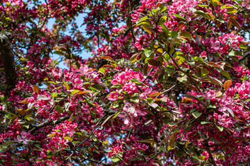 Vibrant pink crabapple blossoms in full bloom on tree branches, captured against a blue spring sky. A rich floral scene ideal for seasonal or nature-themed content.