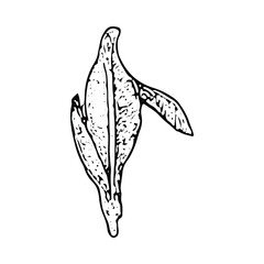 A detailed black-and-white corn illustration, representing farm crops and harvest, ideal for rural and agricultural designs with a vintage rustic charm