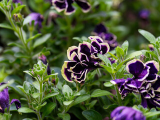 Close-up photo of purple petunia flowers blooming in spring