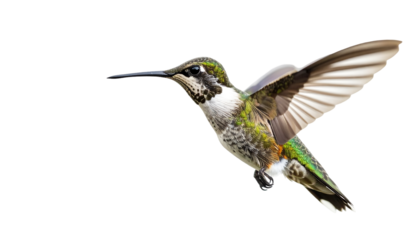 Hummingbird In Flight Against Black Background