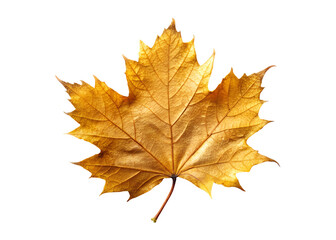 Obraz premium golden autumn leaf clipart png image on transparent background
