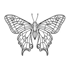 Hand-drawn illustration of a butterfly insect in a minimalist linear style, for cards, posters, and graphic design.