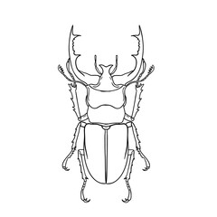 Hand-drawn illustration of a beetle insect in a minimalist linear style, for cards, posters, and graphic design.