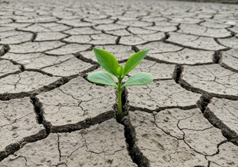 Small plant growing in cracked dry earth in a close up view shot isolated on white background