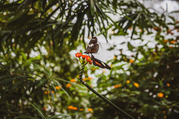 Two Heliconius melpomene butterflies, also known as Postman butterflies, feed on a bright red tropical flower in a lush green environment. Blurred background with natural light and vibrant tones.