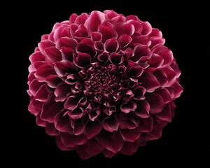 Deep maroon dahlia flower in full bloom, centered on a black background, showcasing intricate petal details.