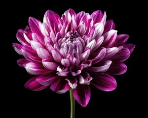 Obraz premium A vibrant purple and white dahlia flower in full bloom against a black background.