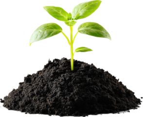 Green Sprout Growing from Soil