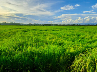 Scenic Green Rice Field under Beautiful Cloudy Sky in Marabau Village, Pariaman, Indonesia