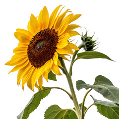 Vibrant sunflower with blooming flower and bud against a dark black background