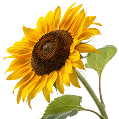 Close up photograph of a vibrant sunflower displaying detailed petals and rich textures with dark background