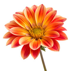 Vibrant orange and yellow dahlia flower isolated on black background close up view