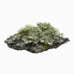 Obraz premium Lichen Covered Rock - Detailed Macro Photograph of Grey-Green Lichen on Dark Rock