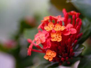 Close-up of orange Ixora (Ixora chinensis) flowers blooming in spring