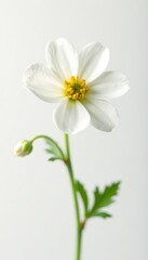 Delicate beige-white gypsophila bloom, macro detail Pure white background , macro, baby's breath