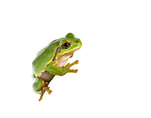 Obraz premium Green Tree Frog Isolated On Black Background