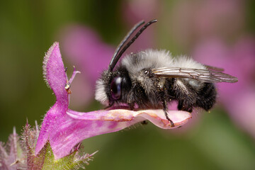 Chilean native bee (Alloscirtetica gayi) perched on a flower