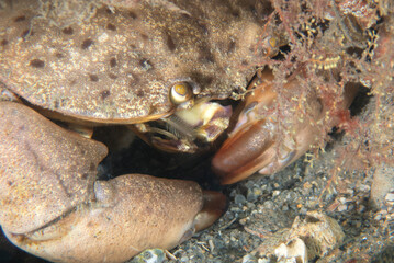 Florida Stone Crab (Menippe mercenaria) hiding in a hole, Blue Heron Bridge, Phil Foster Park, Riviera Beach, Florida