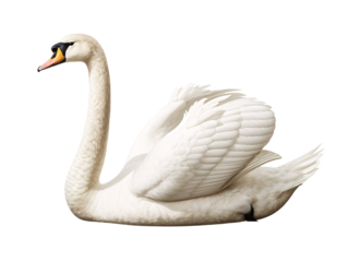 Elegant White Swan in Profile Against White Background