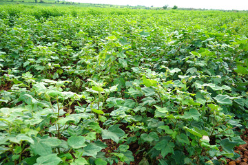 Green cotton field in India