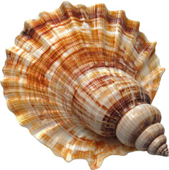 Beautiful Colorful Seashell Detail