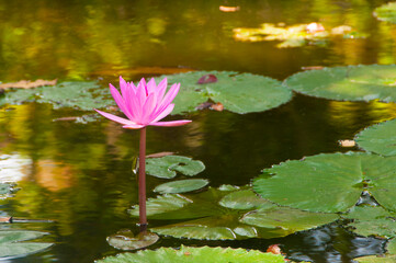 Pink lotus blossoms or water lily flowers blooming on pond
