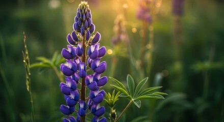 Obraz premium Floral majesty: A lupine bathed in golden light amidst a serene meadowscape