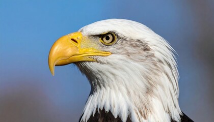 Obraz premium Majestic Bald Eagle Portrait Showcasing Detail and Intensity in Natural Light