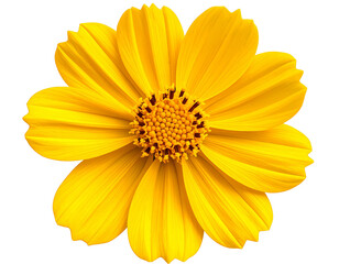 Obraz premium Vibrant yellow flower, close-up
