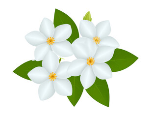 Obraz premium A cluster of white flowers with lush green leaves